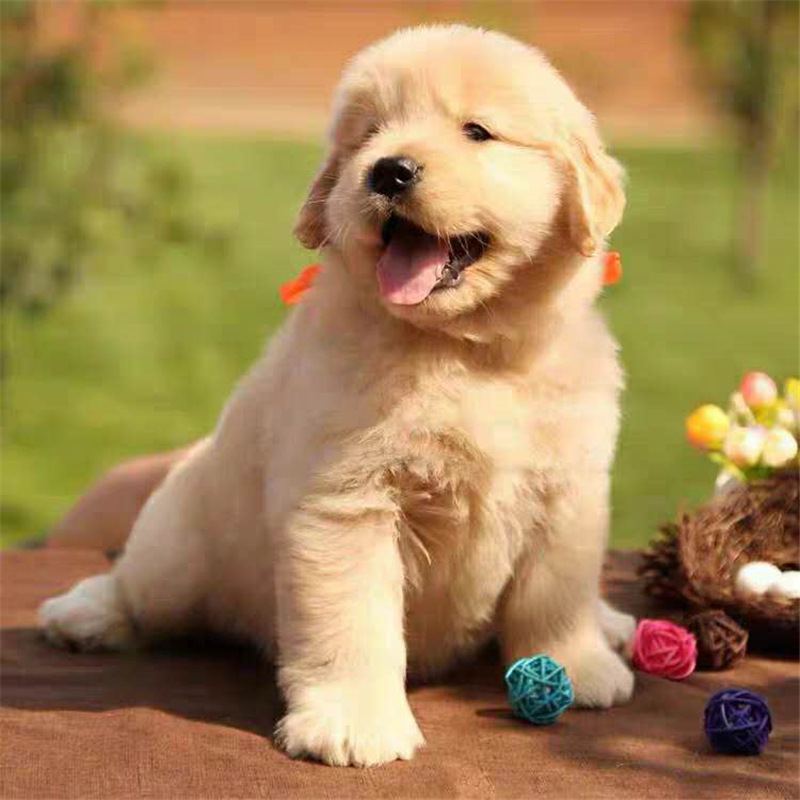 双血统赛级金毛犬幼犬金色寻回金毛幼犬宠物犬活体纯种金毛犬