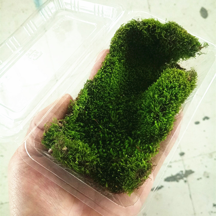 微景观苔藓批发 野生青苔庭院造景 背景植物墙 水陆缸假山苔藓