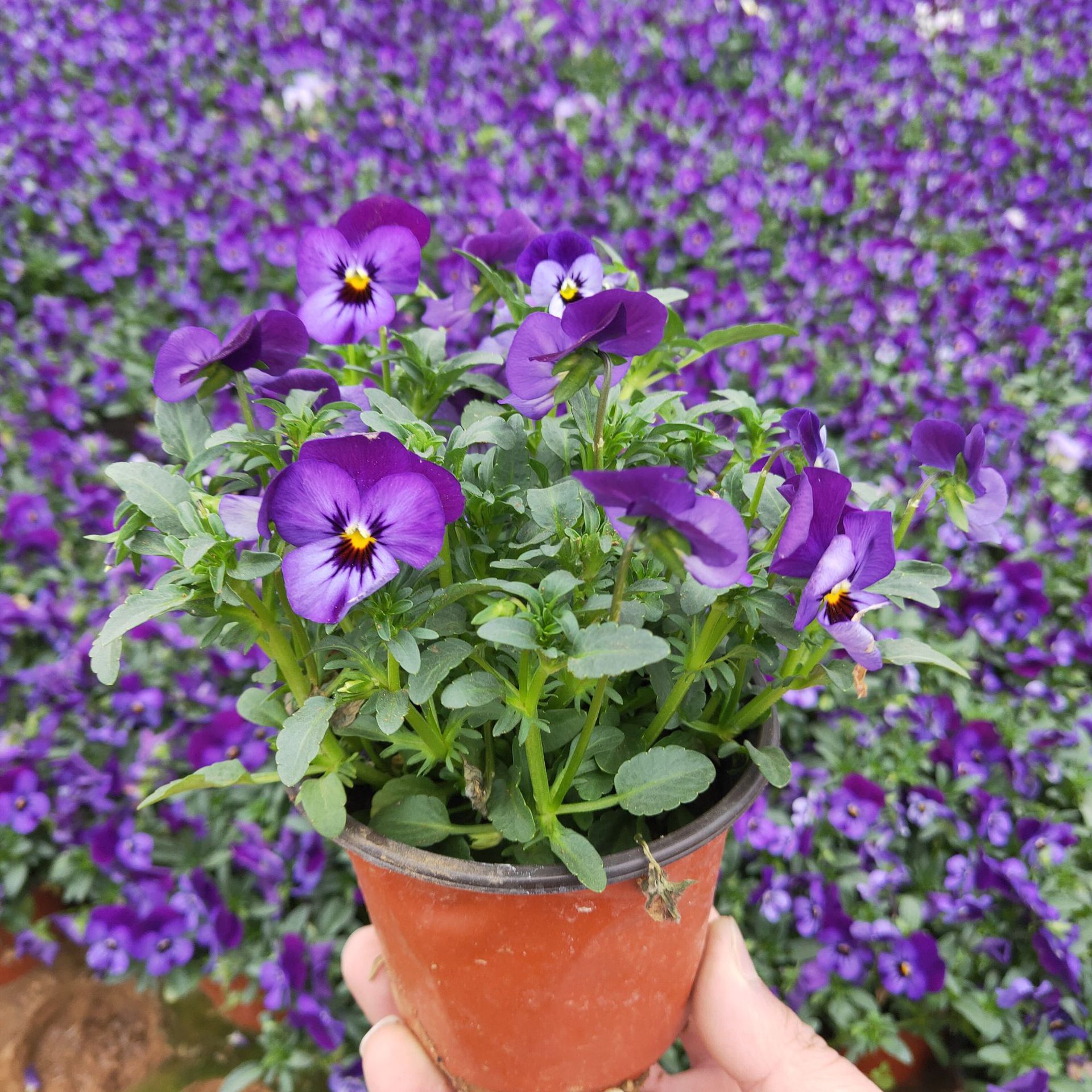 角堇三色堇2020新品上市颜色多数量大开花时间长耐寒耐旱园林绿化