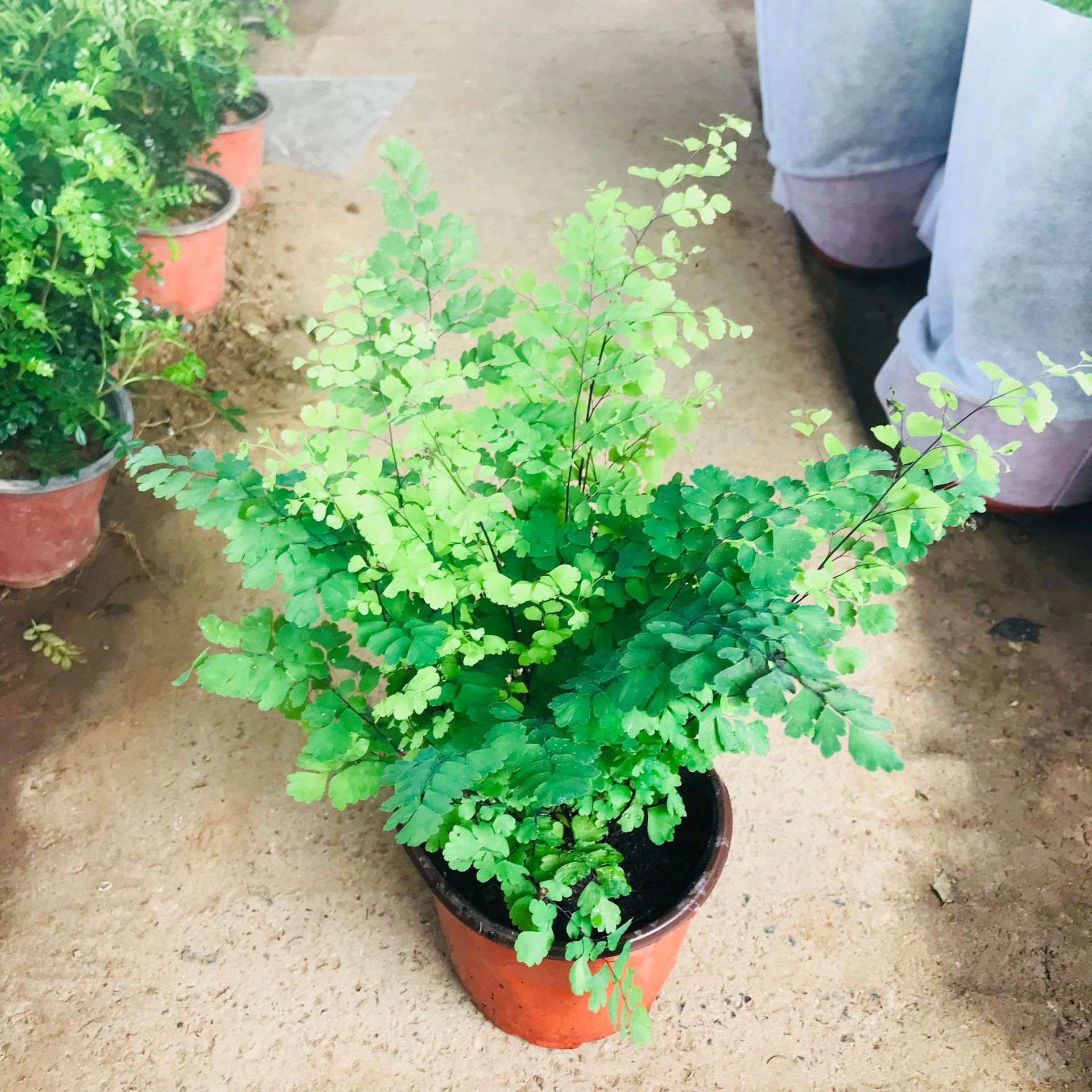 大棚销售室内盆栽绿植铁线蕨盆栽客厅阳台四季常青观叶花卉植物
