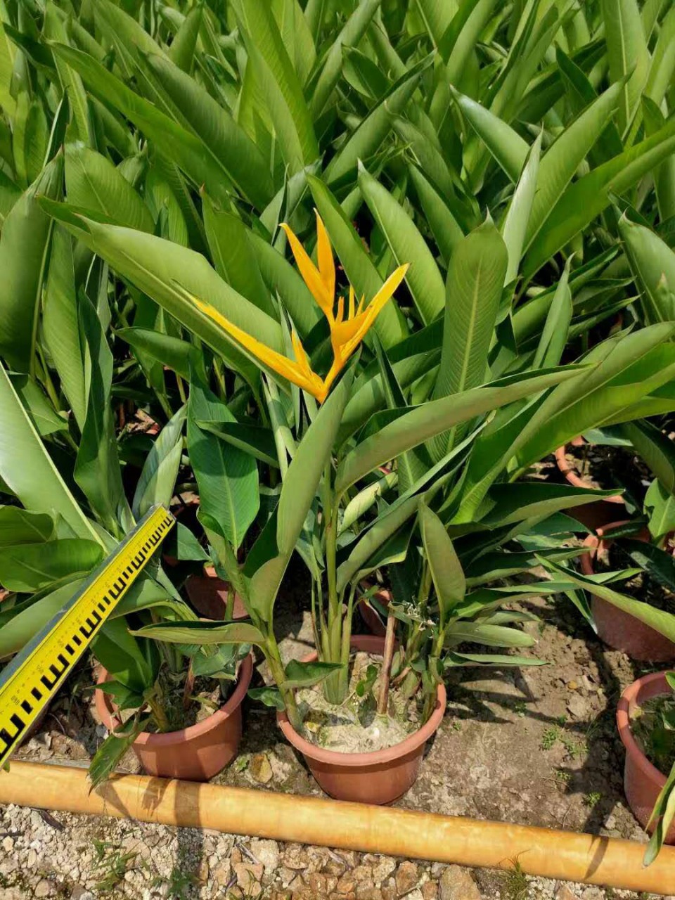 盆栽花镜黄鸟蕉,红鸟蕉,多种规格
