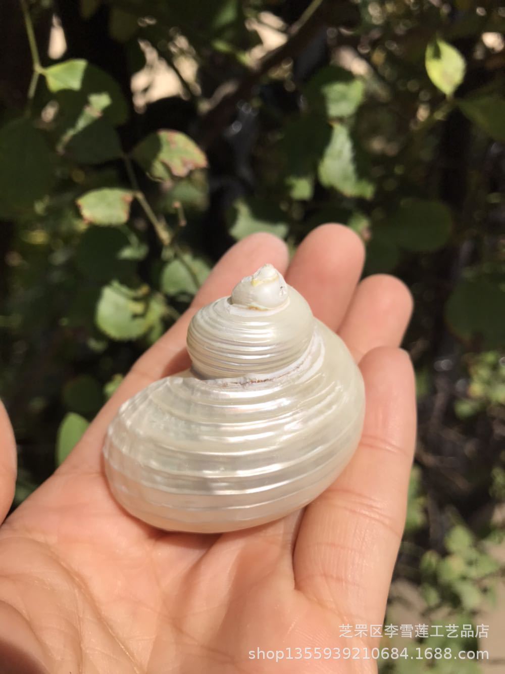 10厘米左右烟斗螺 地中海天然贝壳海螺批发 稀少标本螺