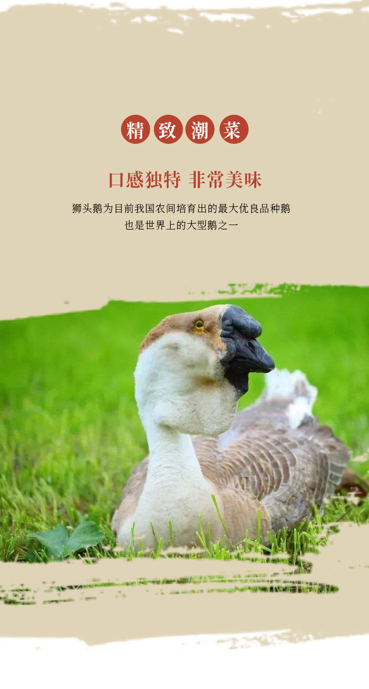 潮汕狮头鹅整只现杀农家散养潮汕特色卤味卤水鹅肉全鹅饭店酒席鹅
