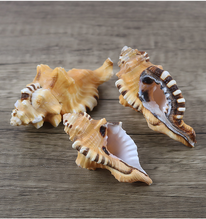 象鼻法螺 天然海螺贝壳工艺品 稀缺螺贝收藏 精美礼物海洋标本