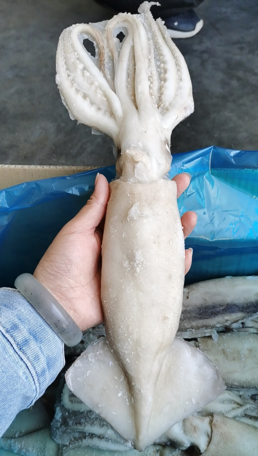 单冻鱿鱼 供应海鲜批发 单冻鱿鱼 整只鱿鱼 鱿鱼烧烤铁板烧整鱿鱼