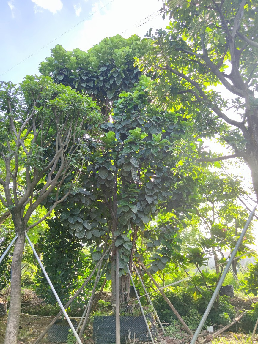 208基地供应多杆丛生琴叶榕大树78米高假植苗