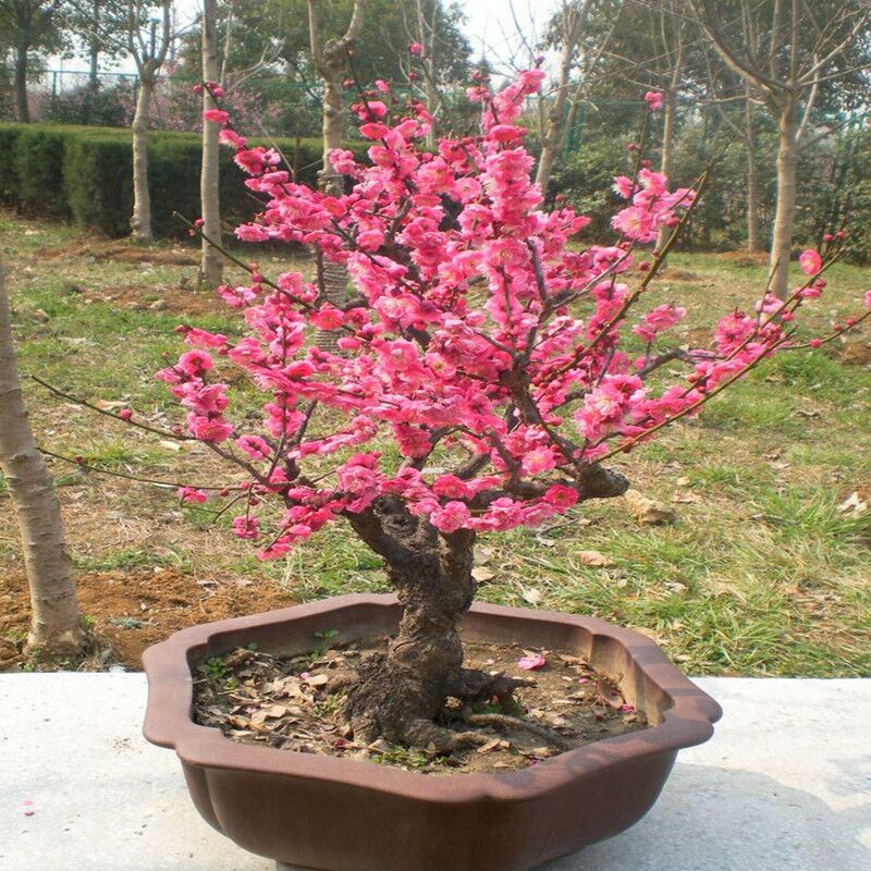 红梅花老桩盆景树桩红梅树苗乌梅绿梅室内盆栽绿植包邮