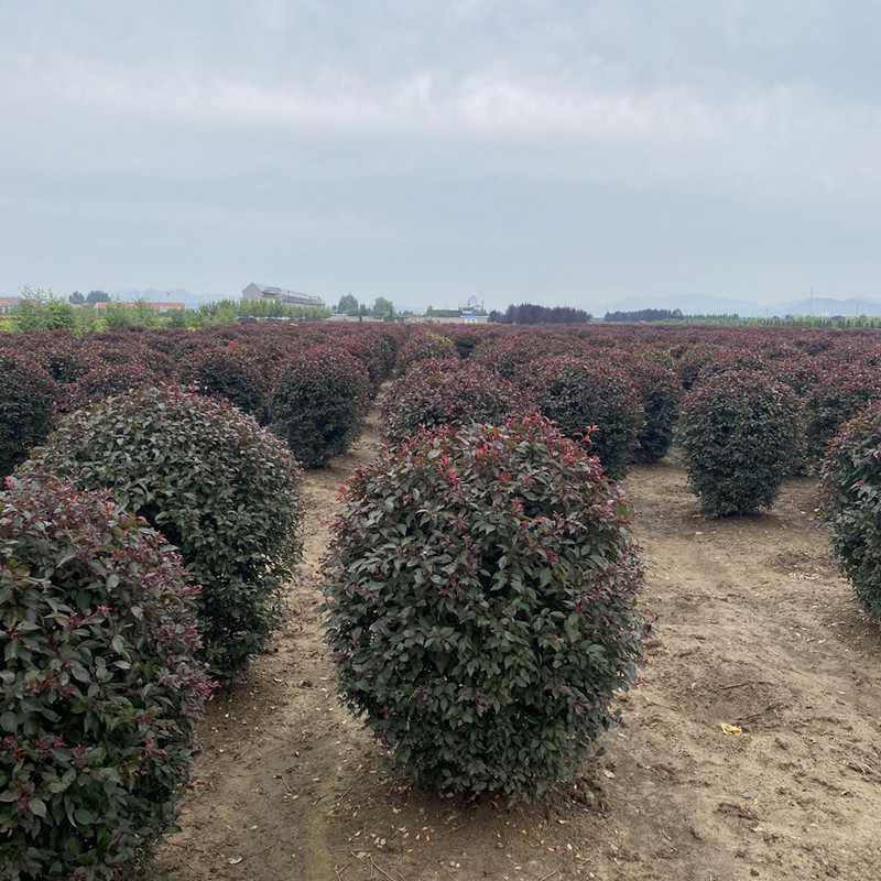 出售 红叶李球 紫叶李球 树形好 密枝红叶李球 红叶李绿篱造型球