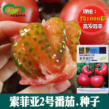 索菲亚2号番茄种子 农田菜园杂交中早熟粉果大西红柿蔬菜籽