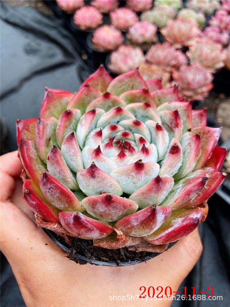 大棚批发多肉植物林赛单头冰梅小群多肉群生品种品相好裸根