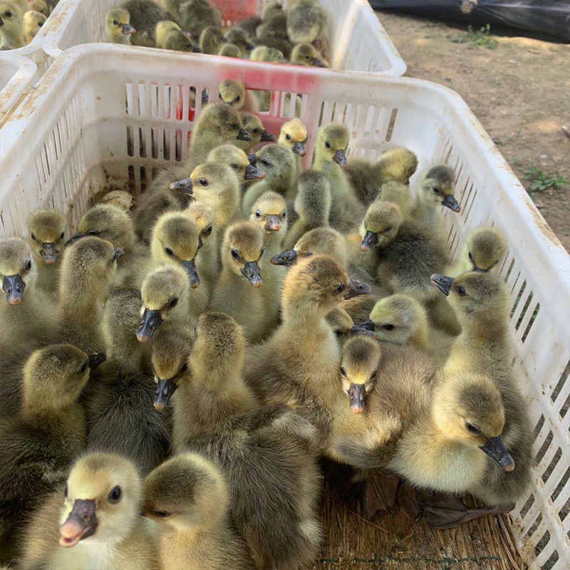 山东出售供应 狮头鹅苗幼苗 养殖场狮头鹅幼苗批发鹅苗
