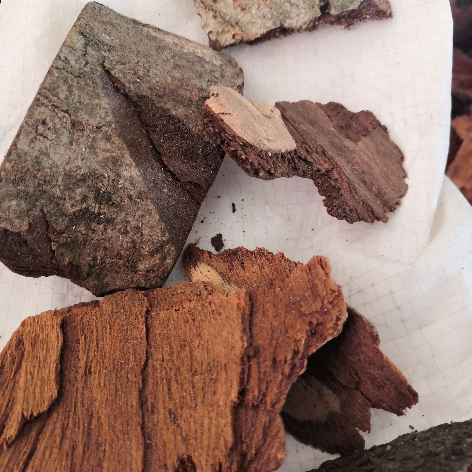 中药材地枫皮 批发 地枫皮 追地风 钻地风 实物拍摄