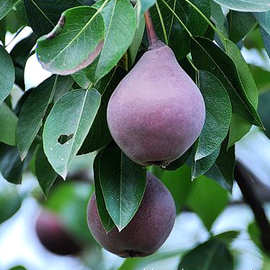 紫巴梨苗 梨树苗嫁接果树苗南北方庭院种植采摘园专用苗当年结果