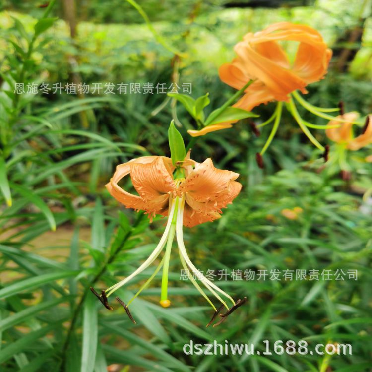 优秀植物 百合属之湖北百合