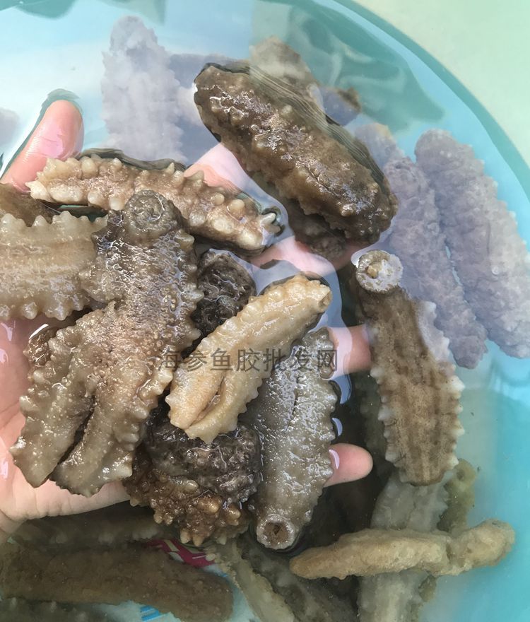 批发 酒店水发食品 野生小黄玉参 白刺参 海参干货500克发7斤左右