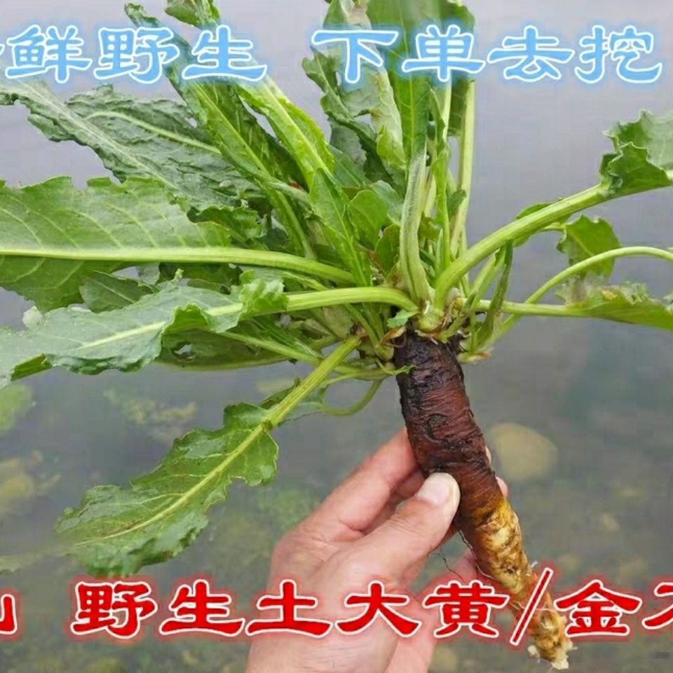 秦岭土大黄 菠菜 新鲜血三七 洋铁叶子根 牛西西羊蹄根牛舌草