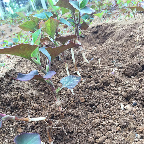 新鲜鱼腥草种子1斤贵州苗心四川现挖盆栽折耳根种根-阿里巴巴