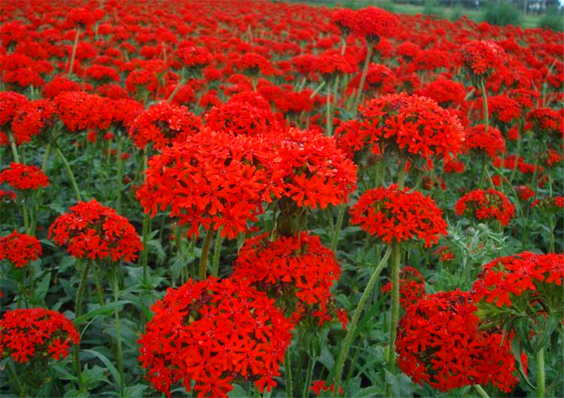 剪秋罗花种四季开花各种花种籽子室外室内庭院易活植物花子花种子