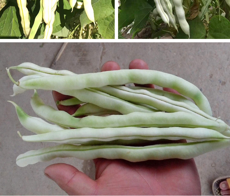 一挂鞭架豆种子 农田菜园早熟肉厚嫰荚白色无筋豆角蔬菜籽