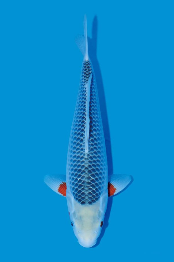 绀青浅黄锦鲤品种介绍