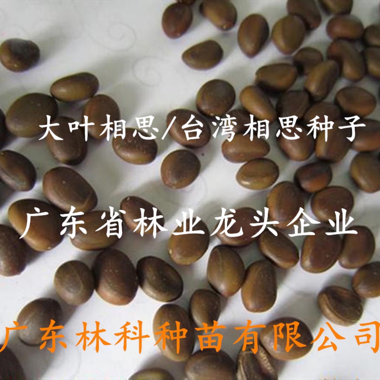 马占相思大叶相思种子台湾相思种子乔木园林绿化苗木造林林木种子