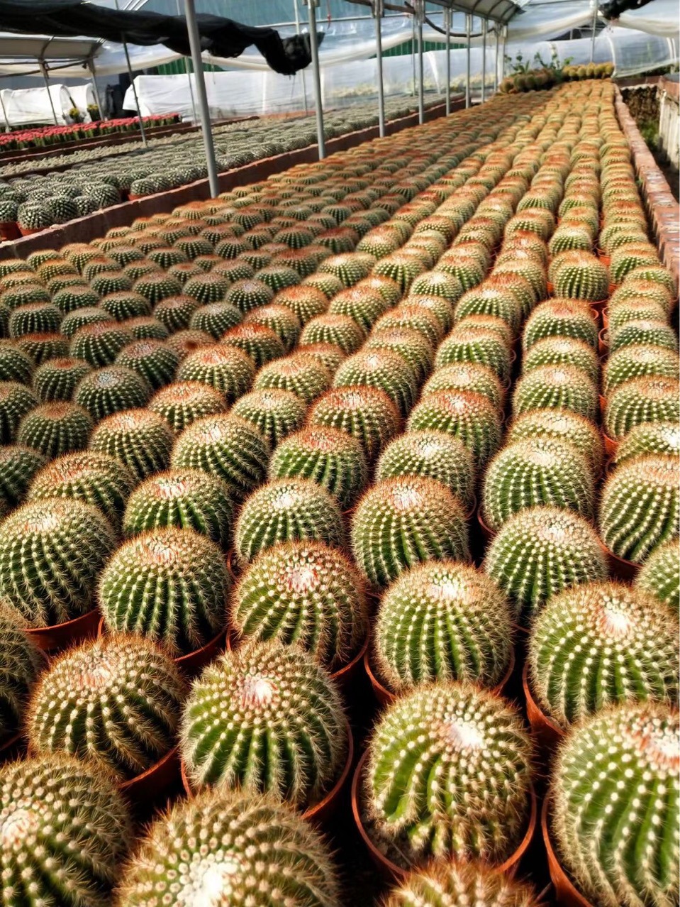 沙漠植物巨鹫玉仙人球开花鱼勾刺仙人球多肉植物园林景观基地直批