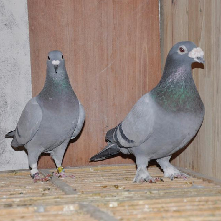 供应白羽王种鸽 养殖场直供肉鸽 江西瓦灰种鸽批发价格