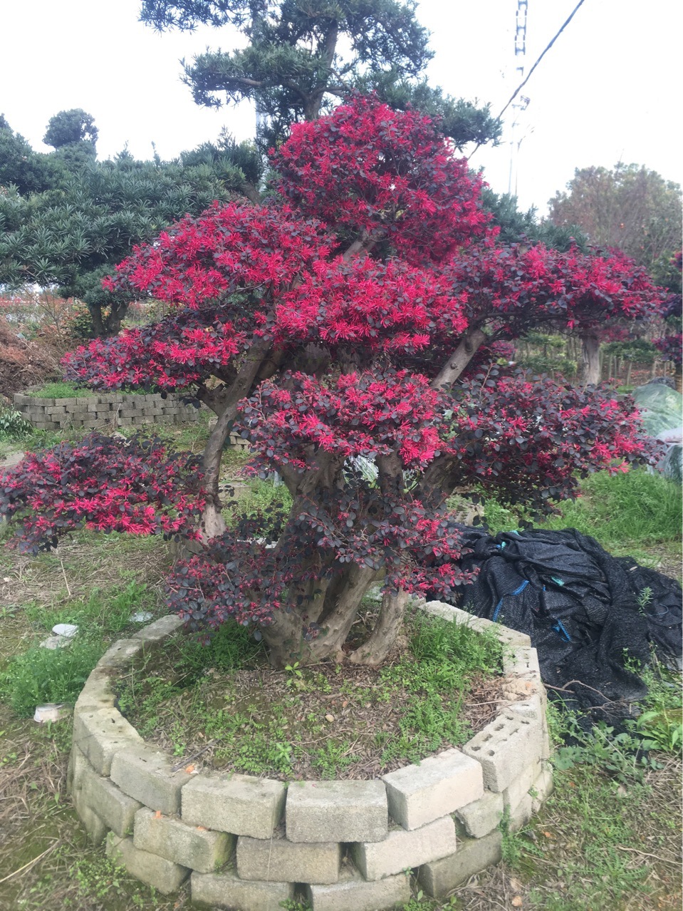 供应精品造型红花继木桩