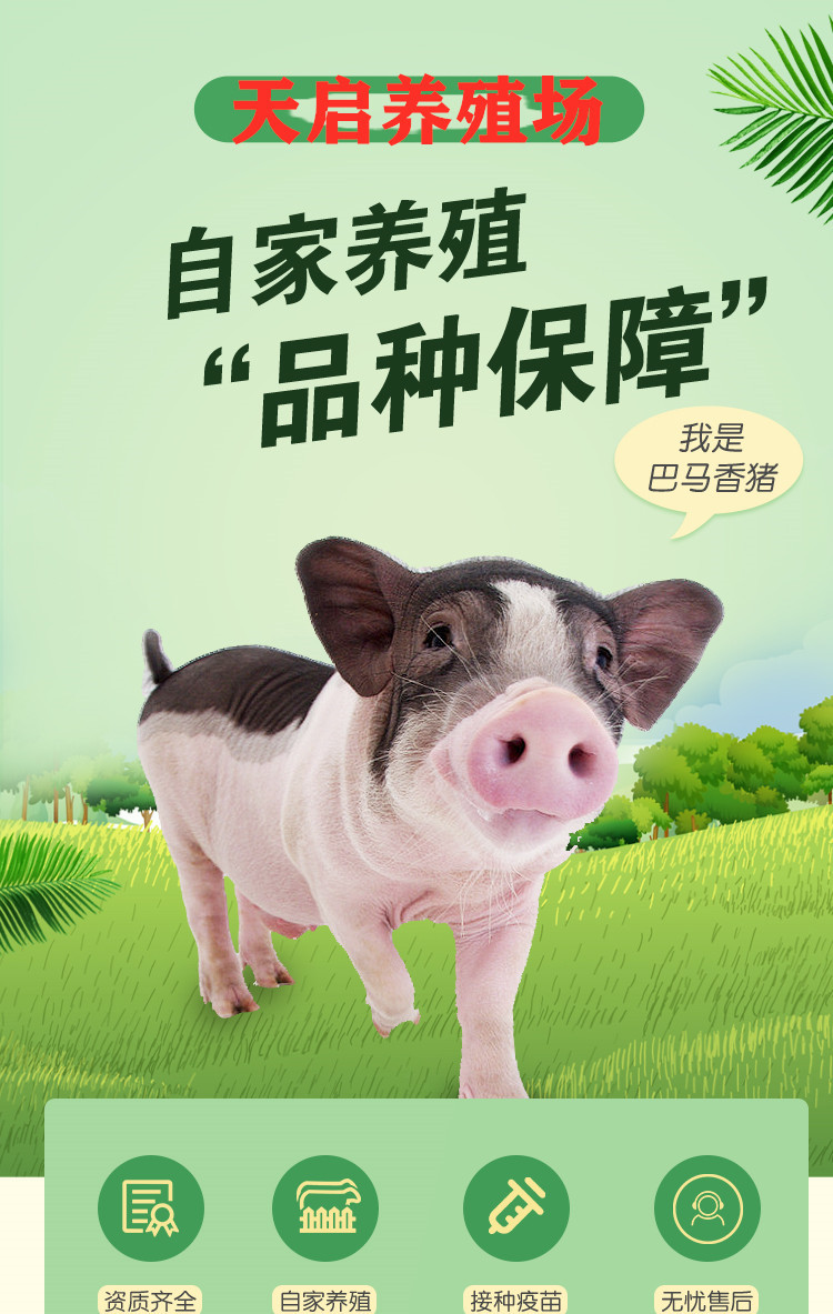 巴马香猪小猪仔幼苗包邮藏香猪幼崽活物怀孕种猪仔活苗养殖场