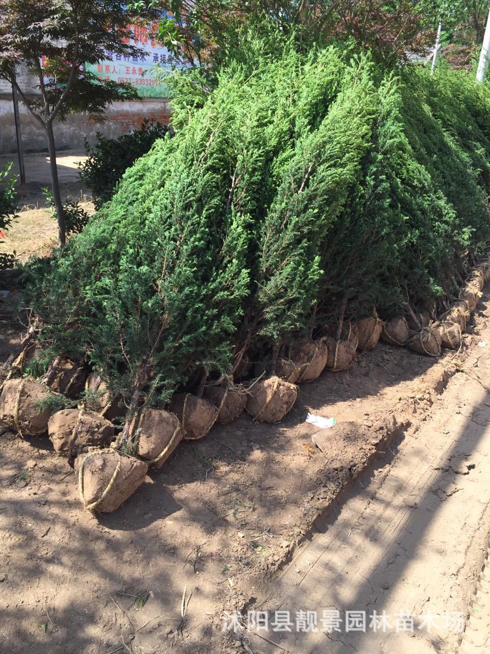 刺柏 松柏树苗 刺柏刺松 宝塔 松塔柏 蜀桧 园林绿化苗木墓地松