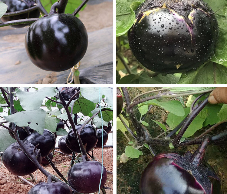 万丰黑霸圆茄种子农田菜园基地产中熟果肉洁白细密黑圆茄蔬菜籽