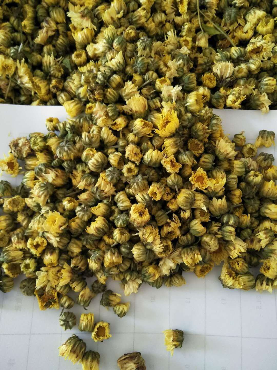 批发苏胎菊干胎菊茶 浙胎菊精选罐装胎菊花茶袋泡茶花茶源头厂家