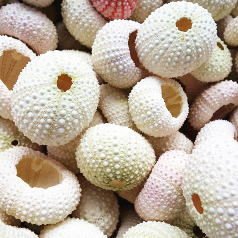 厂家直供粉白色海胆标本 地摊货源 空气凤梨盆栽 家居装饰小摆件