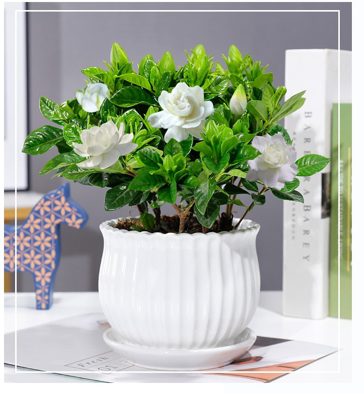 栀子花盆栽带花苞花卉室内观花植物枝枝花树苗浓香型四季开花好养