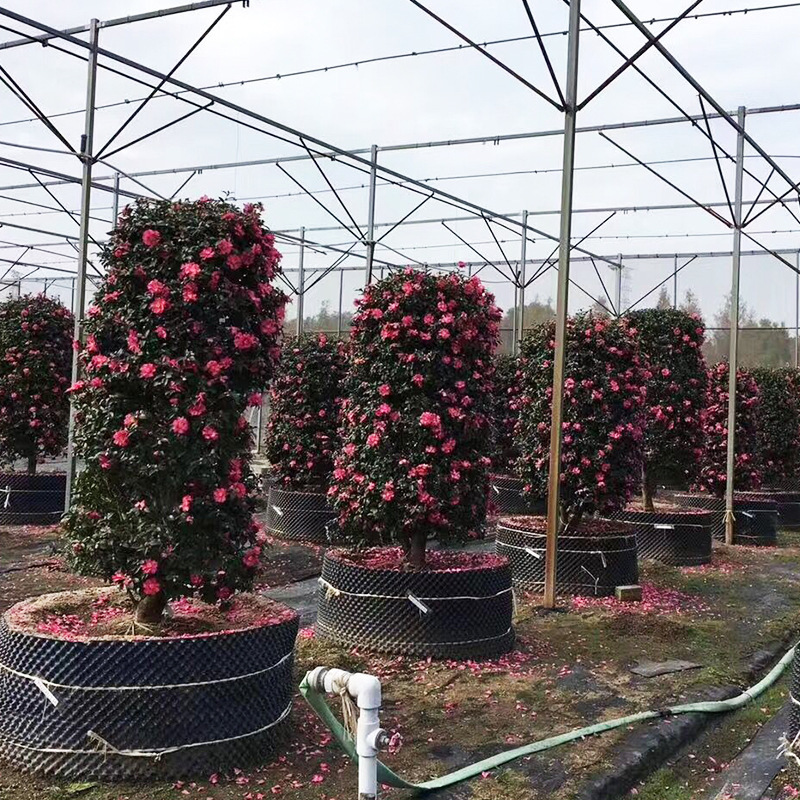 基地批发庭院茶梅柱子树 茶梅柱子大树苗 庭荫盆栽地栽园林绿化