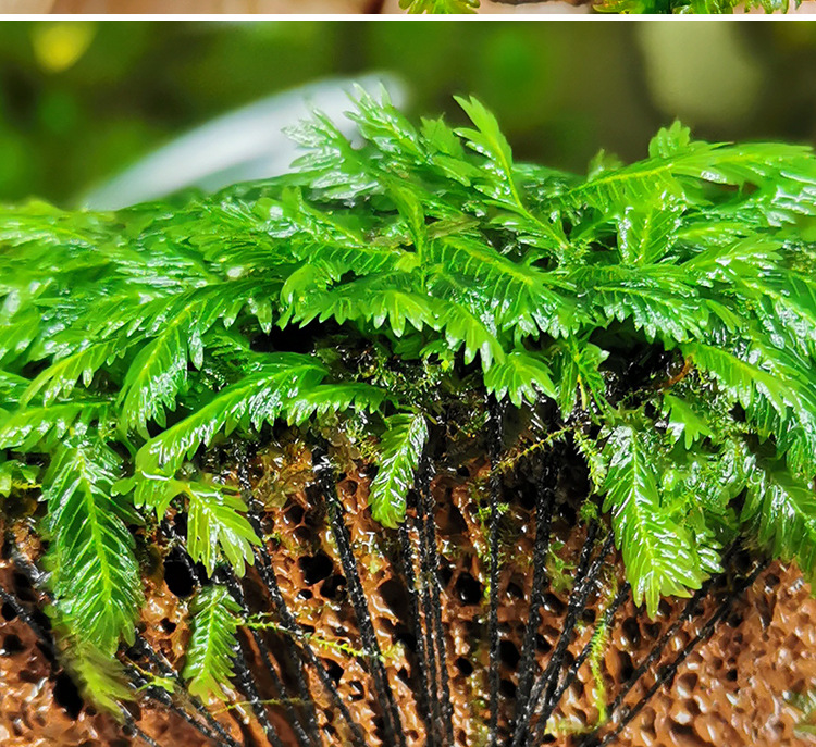 美凤莫斯沉石凤尾苔莫斯定植火山石鱼缸虾缸造景装饰懒人moss水草