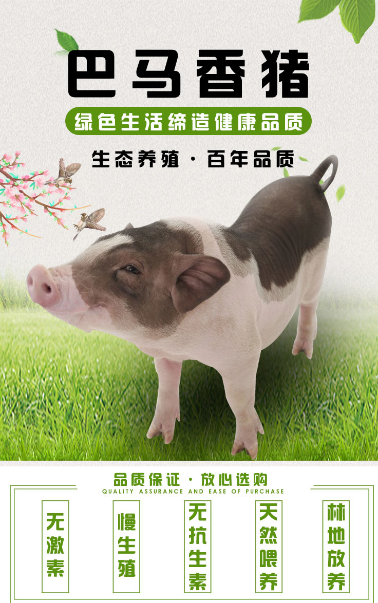 大型香猪繁育基地出售巴马香猪活体 小香猪多少钱一头 种猪养殖