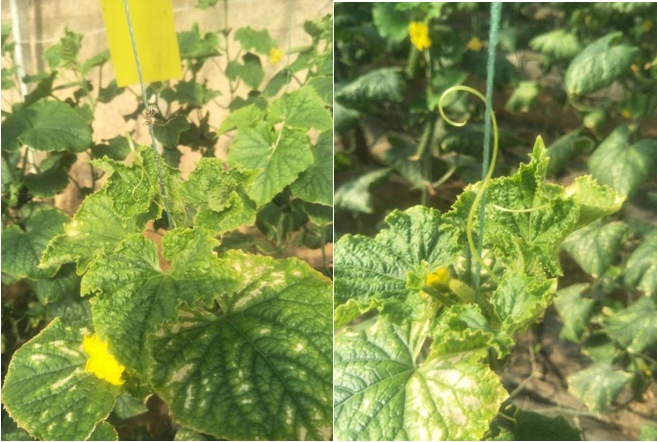 黄瓜遭受低温冻害,瓜蔓不长的看过来