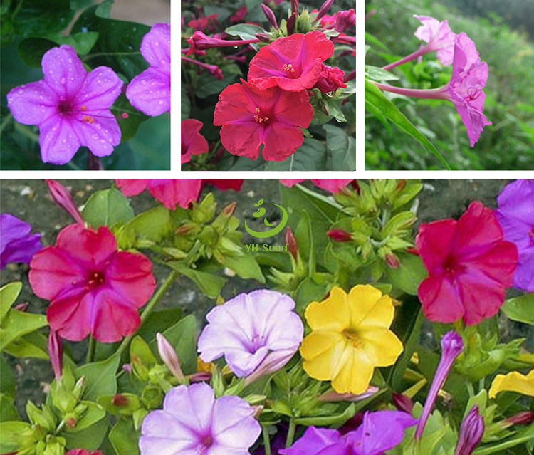 产地直发批发零售紫茉莉家庭园艺观赏花卉种子