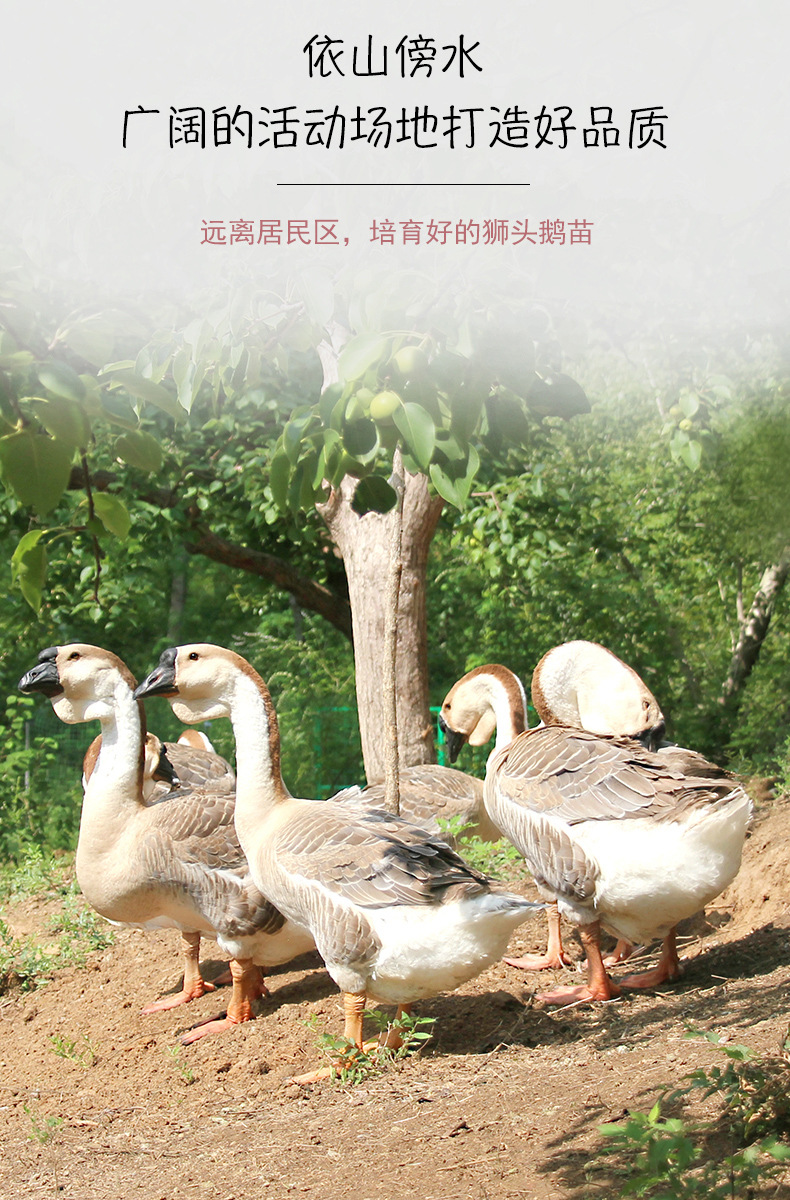 鹅苗灰狮头鹅苗 朗德鹅三花鹅四季鹅活苗运输包活 朗德鹅 活禽