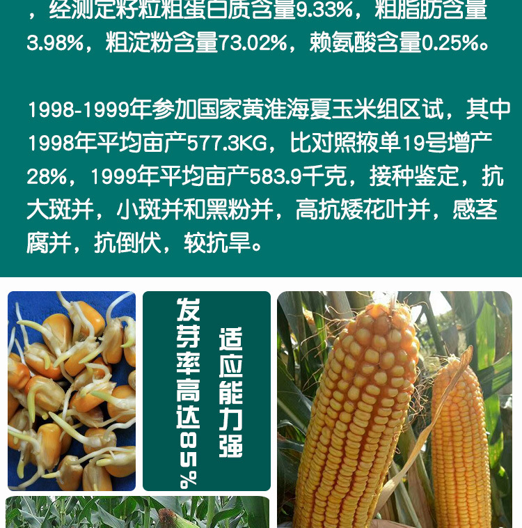 德农郑单958杂交农田玉米种子 农田菜园杂交抗旱棒子玉米籽