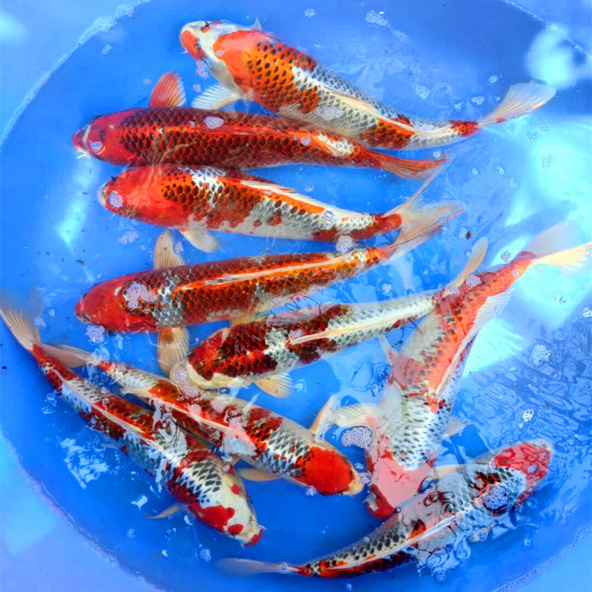 金属孔雀锦鲤鱼红黄孔雀鲤风水淡水观赏鱼日本锦鲤活体批发包活