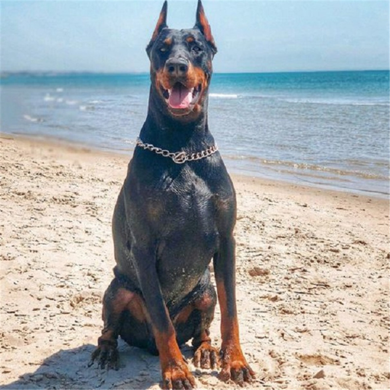 德国杜宾犬价格