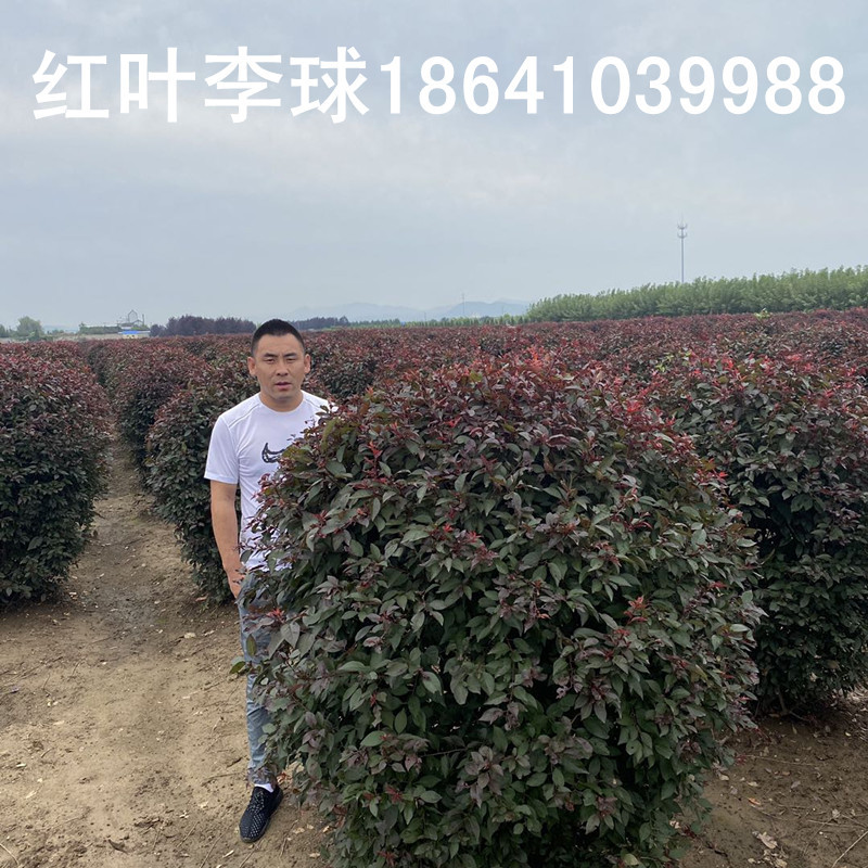 密枝红叶李球 紫叶李球 规格全 价格优惠 红叶李景观树