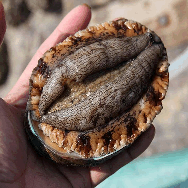 活冻鲍鱼冰冷冻水产大连厂家批发獐子港中科水产新鲜鲍螺海鲜冻品