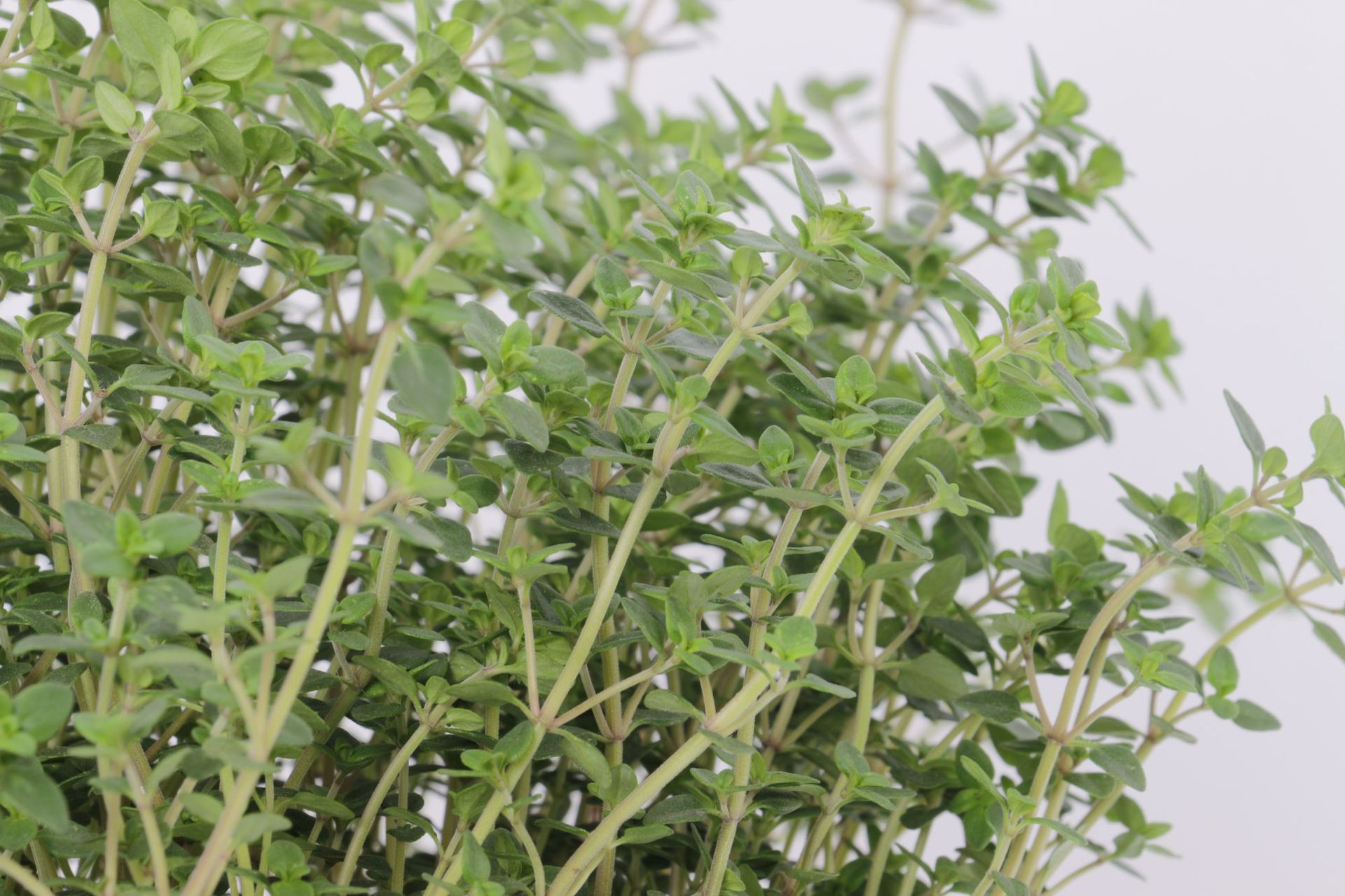 英国百里香盆栽 食用香草 百里香盆栽 糕点西餐 香草茶厨房料理