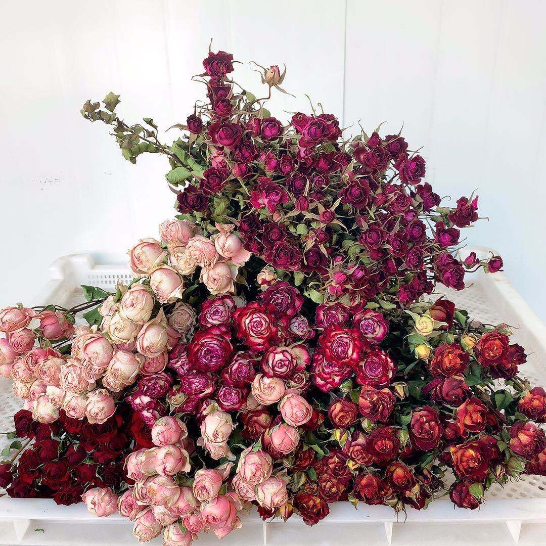风干干花玫瑰 多头玫瑰泡泡干花花束 玫瑰干花花束玫瑰花玫瑰花束