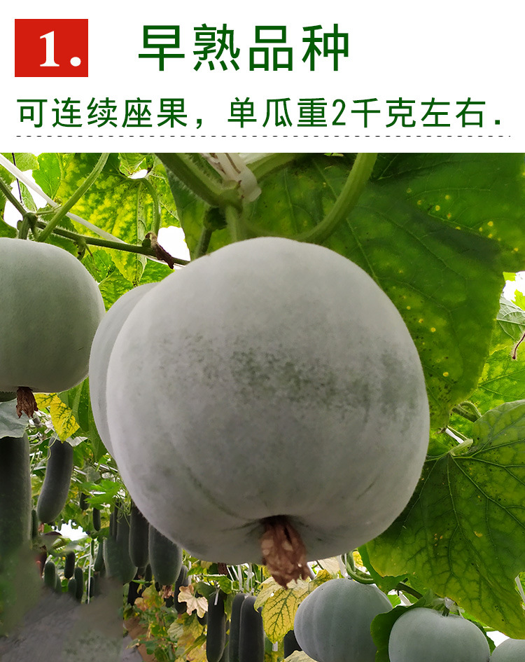 一串铃冬瓜种子 农田菜园基地扁圆绿色肉厚清香冬瓜蔬菜籽