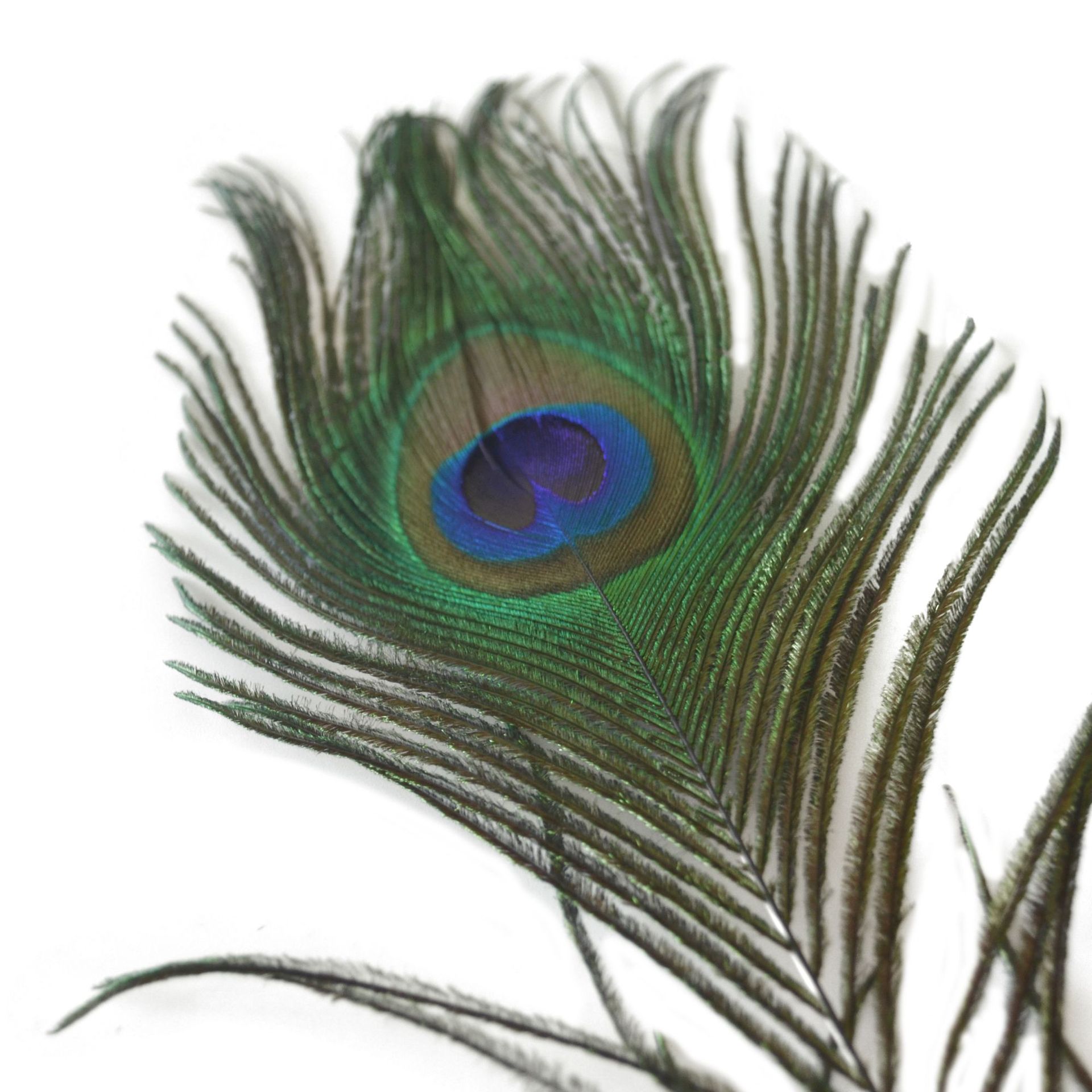 精选大眼睛孔雀毛地摊爆款真孔雀羽毛捕梦网diy孔雀花瓶装饰羽毛-阿里