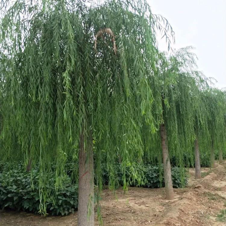 速生柳树成活率高 规格齐全 速生柳价值 生长旺盛